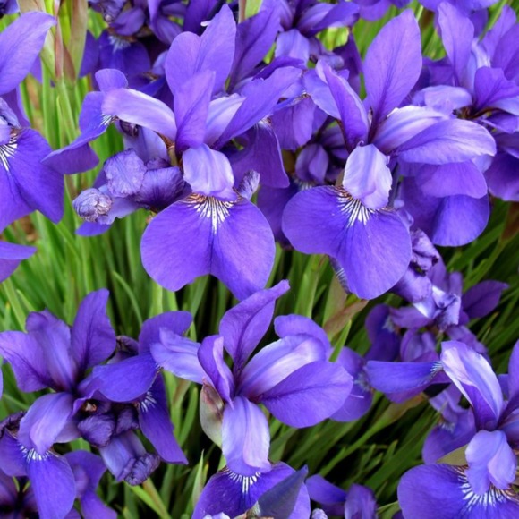 lavenderlove3